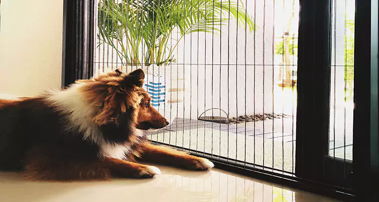 Sliding Screen Pet Door Repair in Winter Garden, FL