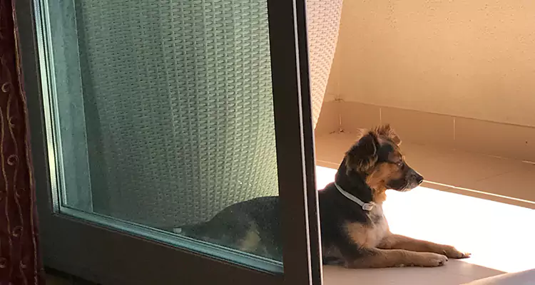 French Door Pet Screen Repair in Winter Garden, FL